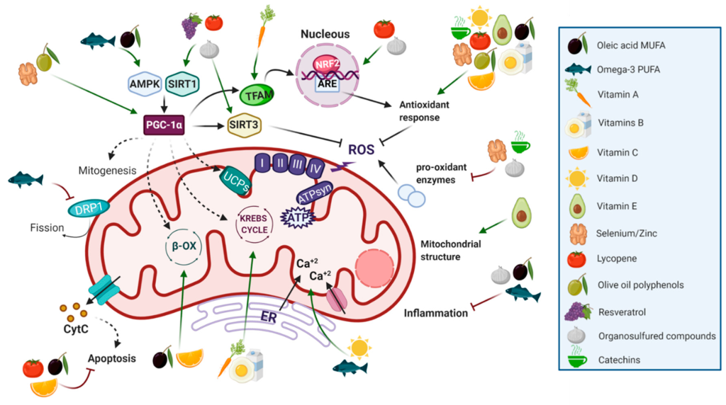 influencia de los alimentos y sus nutrientes en la mitocondria