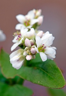 Flor del trigo sarraceno