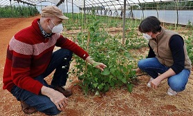 Flor del trigo sarraceno