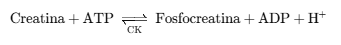 Creatina-quinasa formando fosfocreatina (PCr)